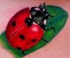 3D ladybug tattoos