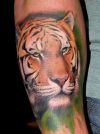 tiger tattoos pics on arm