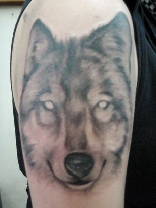 Wolf Head Pics Tattoo On Arm