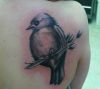 bird tattoo on right shoulder 
