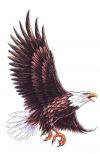 flying eagle tattoo free