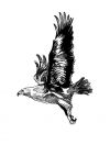 flying eagle free tattoos