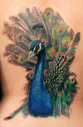 Peacock Tattoo Pic On Back