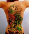 peacock tattoo on girl's back