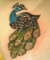 peacock tattoo pic