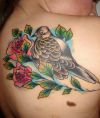rose and black dove tattoo on shoulder