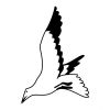 black and white bird tats