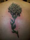 black rose back tattoo