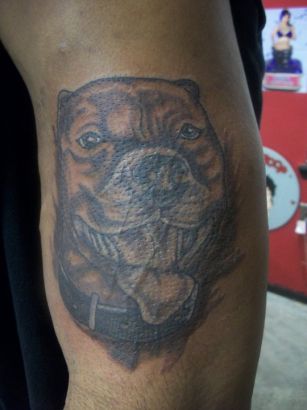 Animal tattoos, Dog tattoos, Tattoos of Animal, Tattoos of Dog, Animal tats, Dog tats, Animal free tattoo designs, Dog free tattoo designs, Animal tattoos picture, Dog tattoos picture, Animal pictures tattoos, Dog pictures tattoos, Animal free tattoos, Dog free tattoos, Animal tattoo, Dog tattoo, Animal tattoos idea, Dog tattoos idea, Animal tattoo ideas, Dog tattoo ideas, PIT BULL