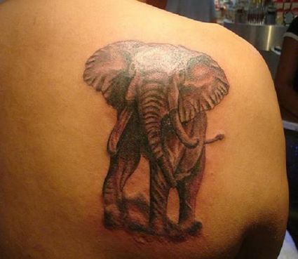 Elephant Tattoo On Right Shoulder