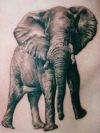 elephant tattoos pics