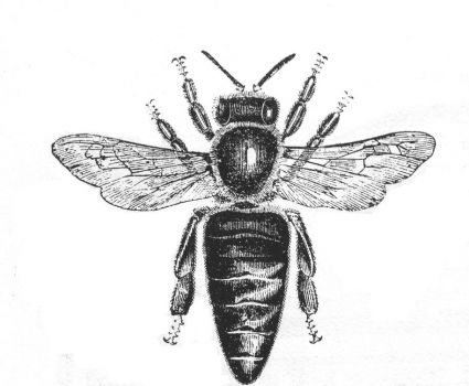 Bee Image Free Tattoos