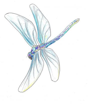 Dragonfly Free Tattoo