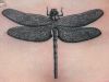 dragonfly tat design