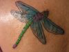 dragonfly tattoo free