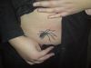 3D spider stomach tattoo