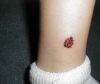 ladybug image tattoo on leg