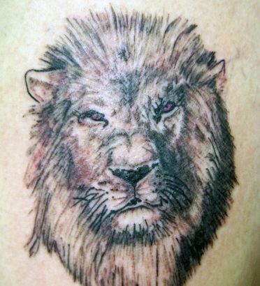 Lion Pic Of Tattoo