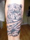 tiger tattoos pictures 