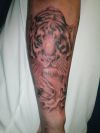 tiger picture tattoo