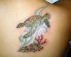 turtle tattoo image on right shoulder