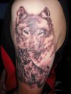 wolf close-up tattoo on arm