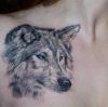 wolf pic of tattoo