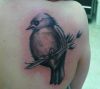 bird tattoo on right shoulder 