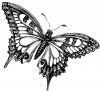 butterfly free pic tattoo