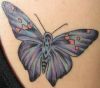 butterfly pic of tattoo