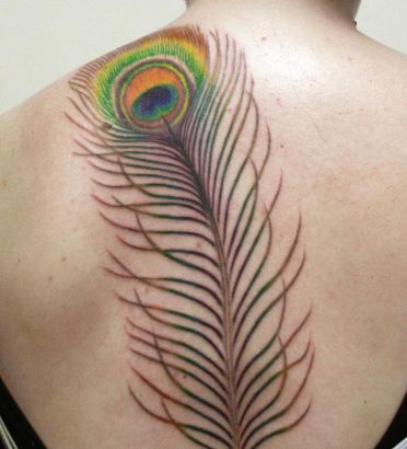 Peacock Feather Tattoo Pic On Back