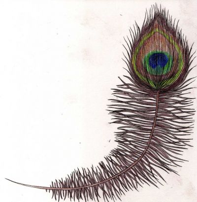 Peacock Feather Tattoo Pic Free