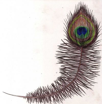 peacock feather tattoo pic free design. Birds tattoos, Peacock tattoos, Tattoos of Birds, Tattoos of Peacock, Birds tats, Peacock tats, Birds free tattoo designs, Peacock free tattoo designs, Birds tattoos picture, Peacock tattoos picture, Birds pictures tattoos, Peacock pictures tattoos, Birds free tattoos, Peacock free tattoos, Birds tattoo, Peacock tattoo, Birds tattoos idea, Peacock tattoos idea, Birds tattoo ideas, Peacock tattoo ideas, peacock feather tattoo pic free