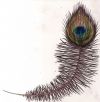 peacock feather tattoo pic free