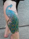 peacock tattoo on calf