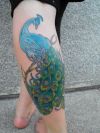 peacock tattoo on calf