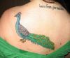 peacock and text tattoos back