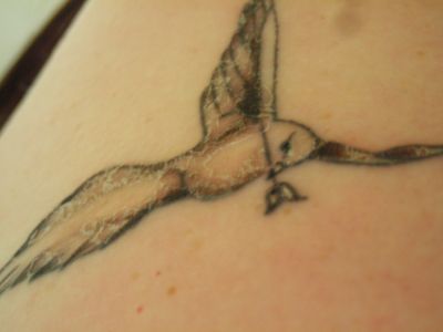 Dove tattoos design pics looking nice. Birds tattoos, dove tattoos, Tattoos of Birds, Tattoos of dove, Birds tats, dove tats, Birds free tattoo designs, dove free tattoo designs, Birds tattoos picture, dove tattoos picture, Birds pictures tattoos, dove pictures tattoos, Birds free tattoos, dove free tattoos, Birds tattoo, dove tattoo, Birds tattoos idea, dove tattoos idea, Birds tattoo ideas, dove tattoo ideas, Dove tattoos gallery