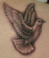 dove tattoo on shoulder