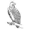 vulture tattoos