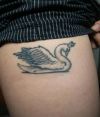 swan pics tattoo
