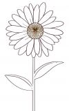 daisy flower pics tattoo