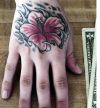 Hibiscus tat picture gallery