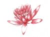 pink lotus tats free pic