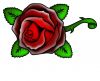 free rose pic tattoo