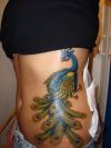 Peacock Tattoo