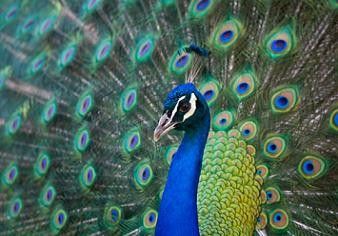 National Bird Of India Peacock